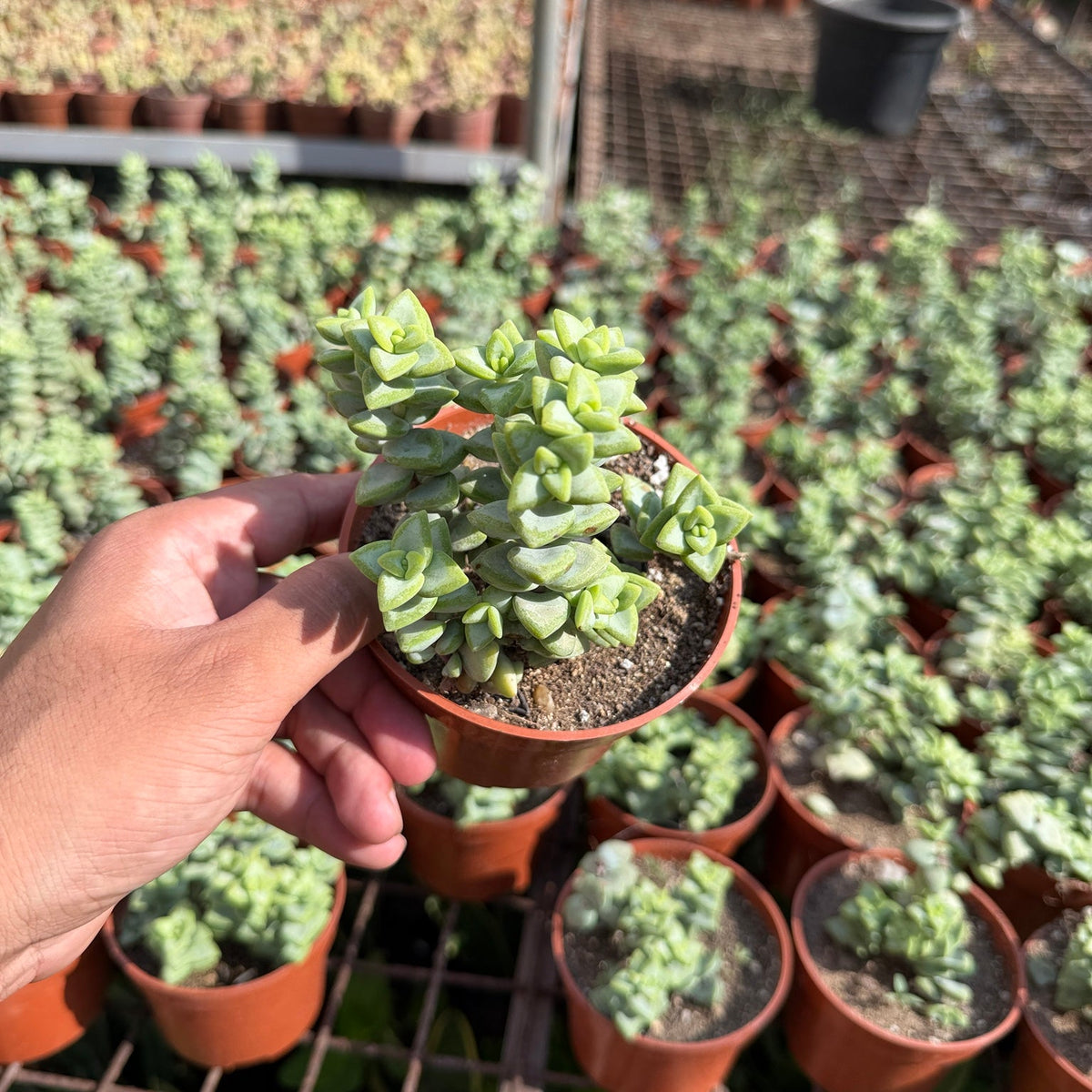 Crassula Perforata - Green Mist