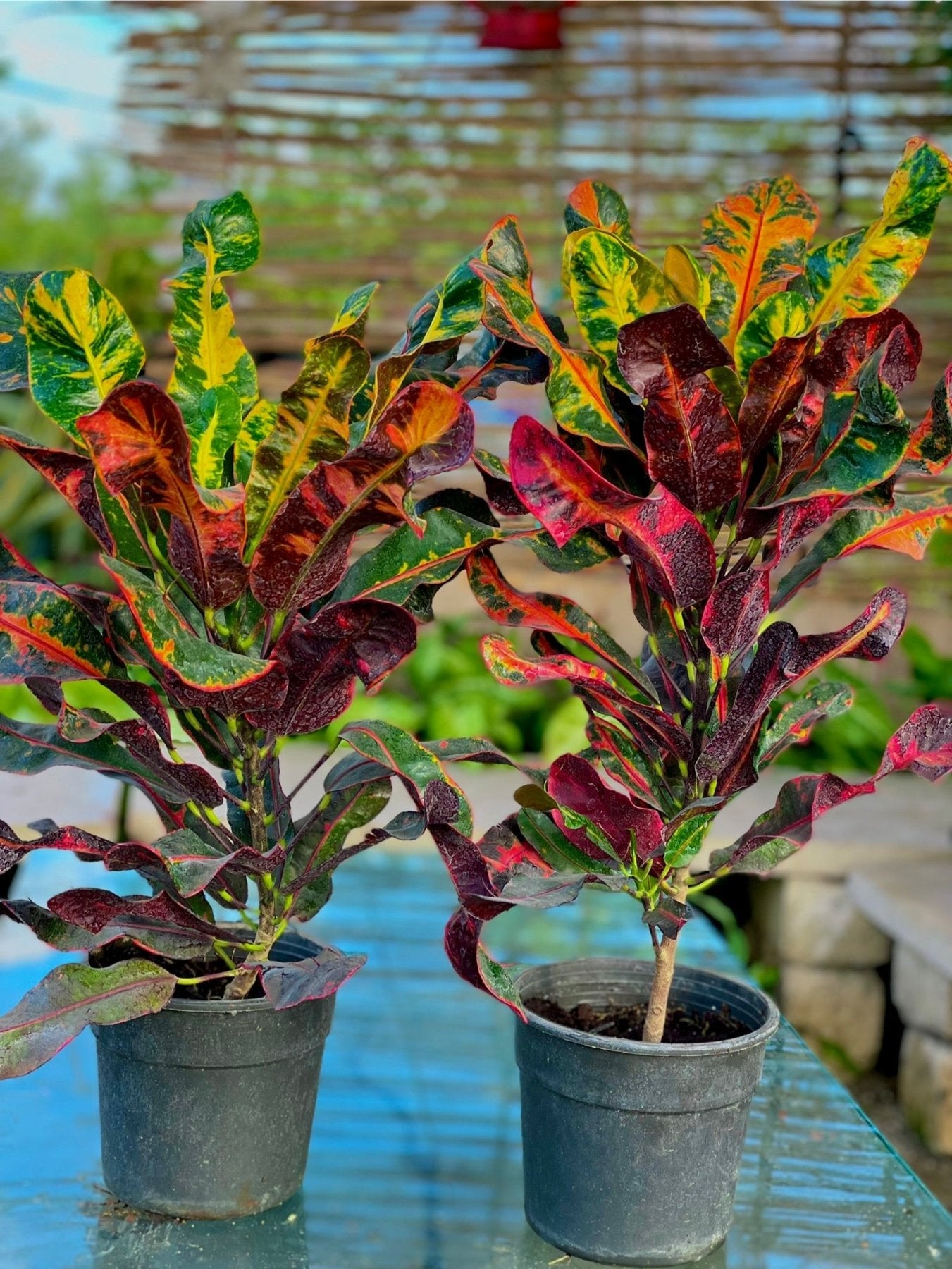 Croton mummy - كروتون مامي - Green Mist