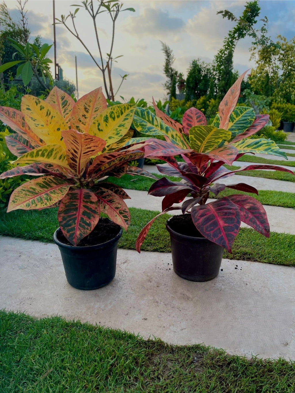 Croton Petra - كروتون بترا - Green Mist