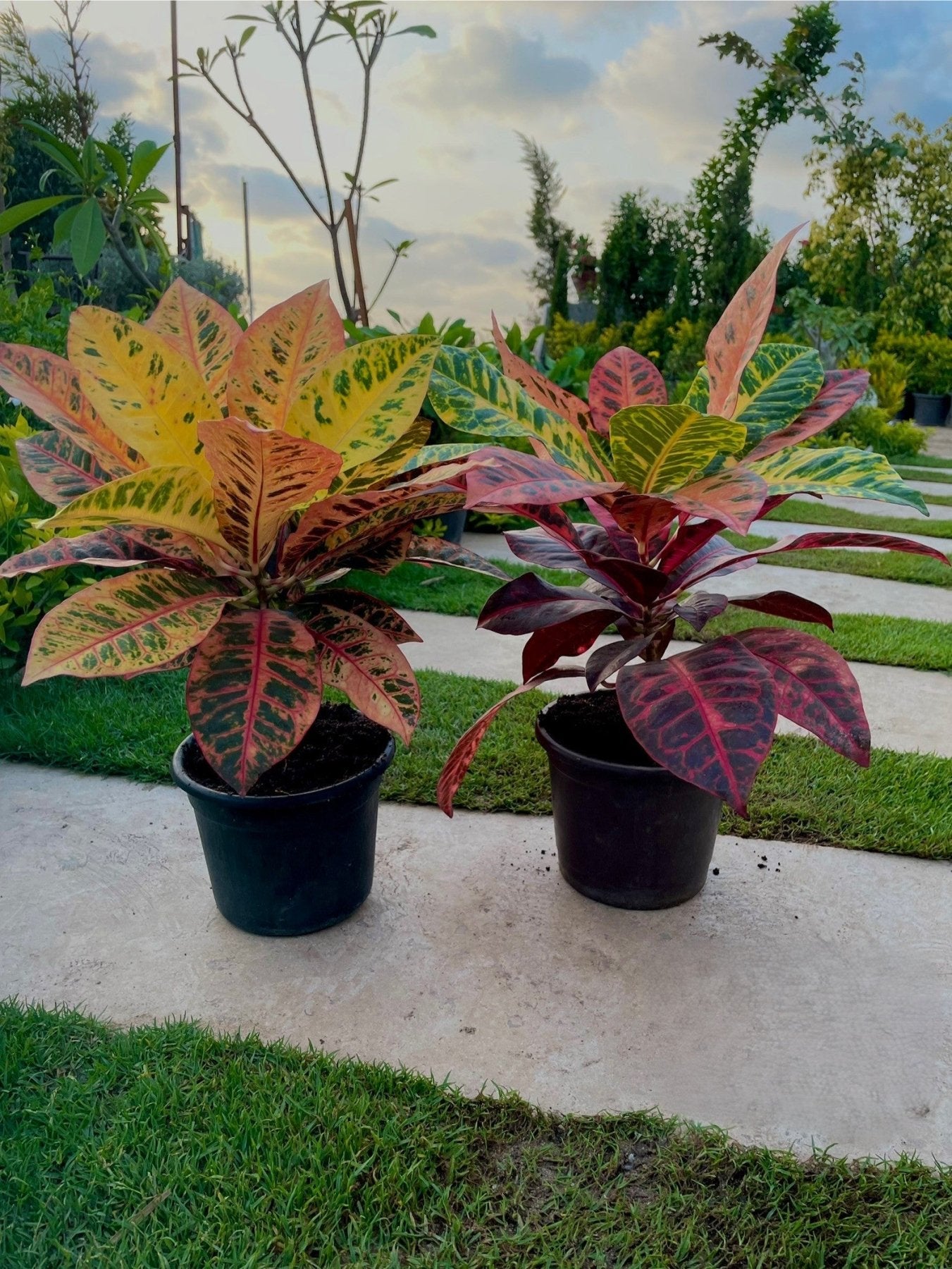 Croton Petra - كروتون بترا - Green Mist