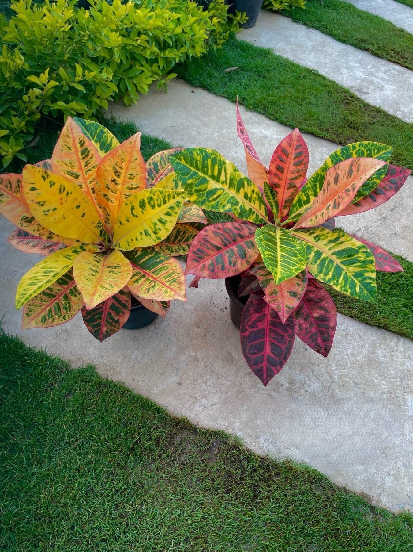 Croton Petra - كروتون بترا - Green Mist