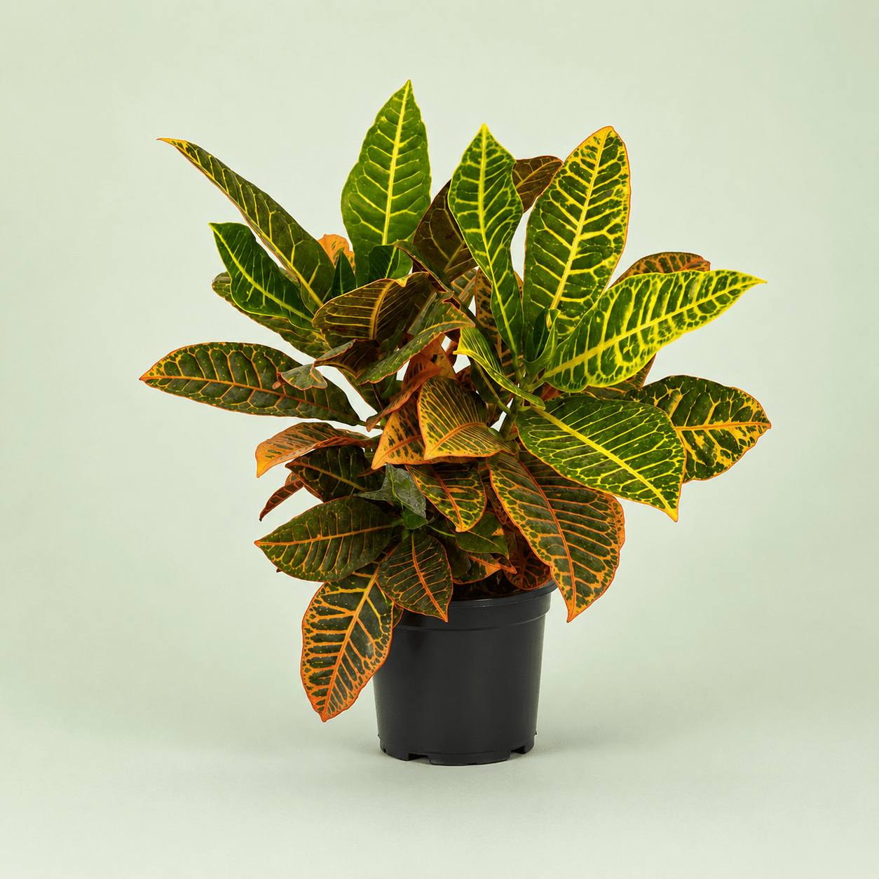 Croton Petra - كروتون بترا - Green Mist