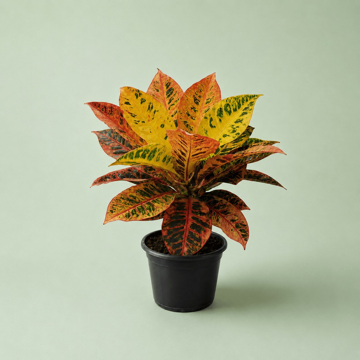 Croton Petra - كروتون بترا - Green Mist