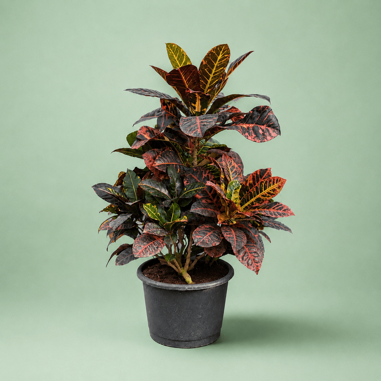 Croton Petra - كروتون بترا - Green Mist