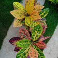 Croton Petra - كروتون بترا - Green Mist