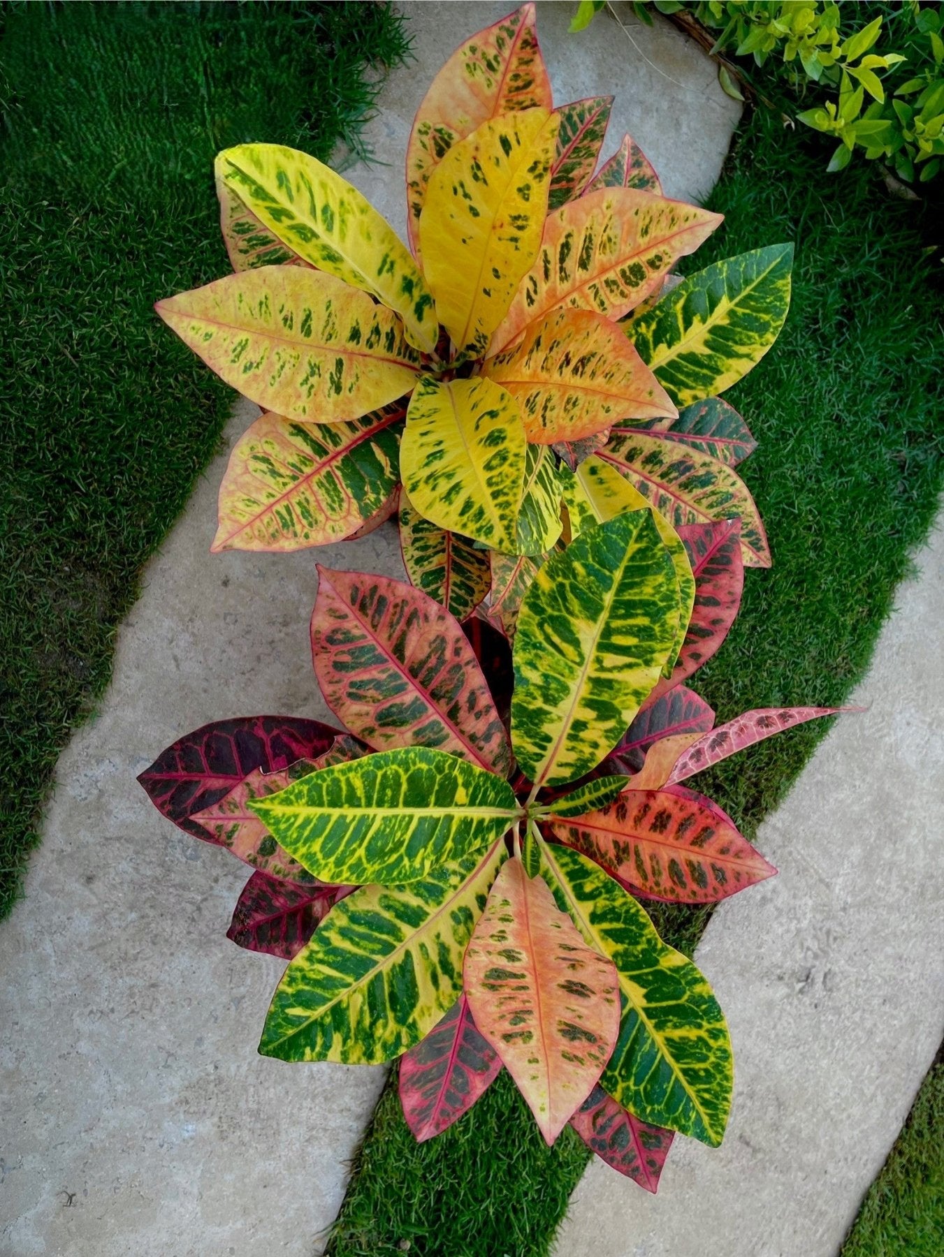 Croton Petra - كروتون بترا - Green Mist