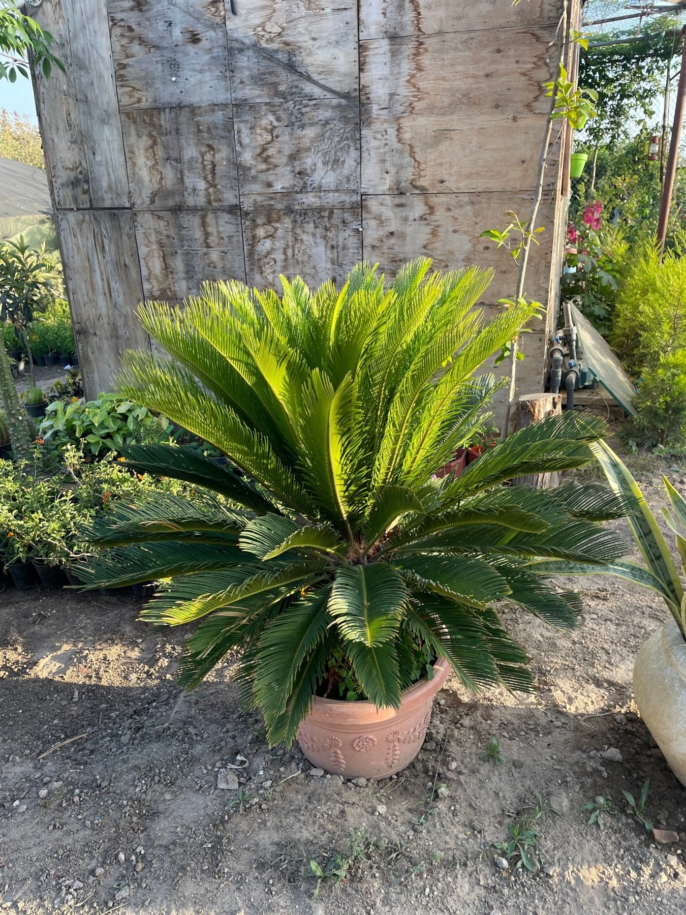 Cycas Palm - نخلة سيكاس - Green Mist
