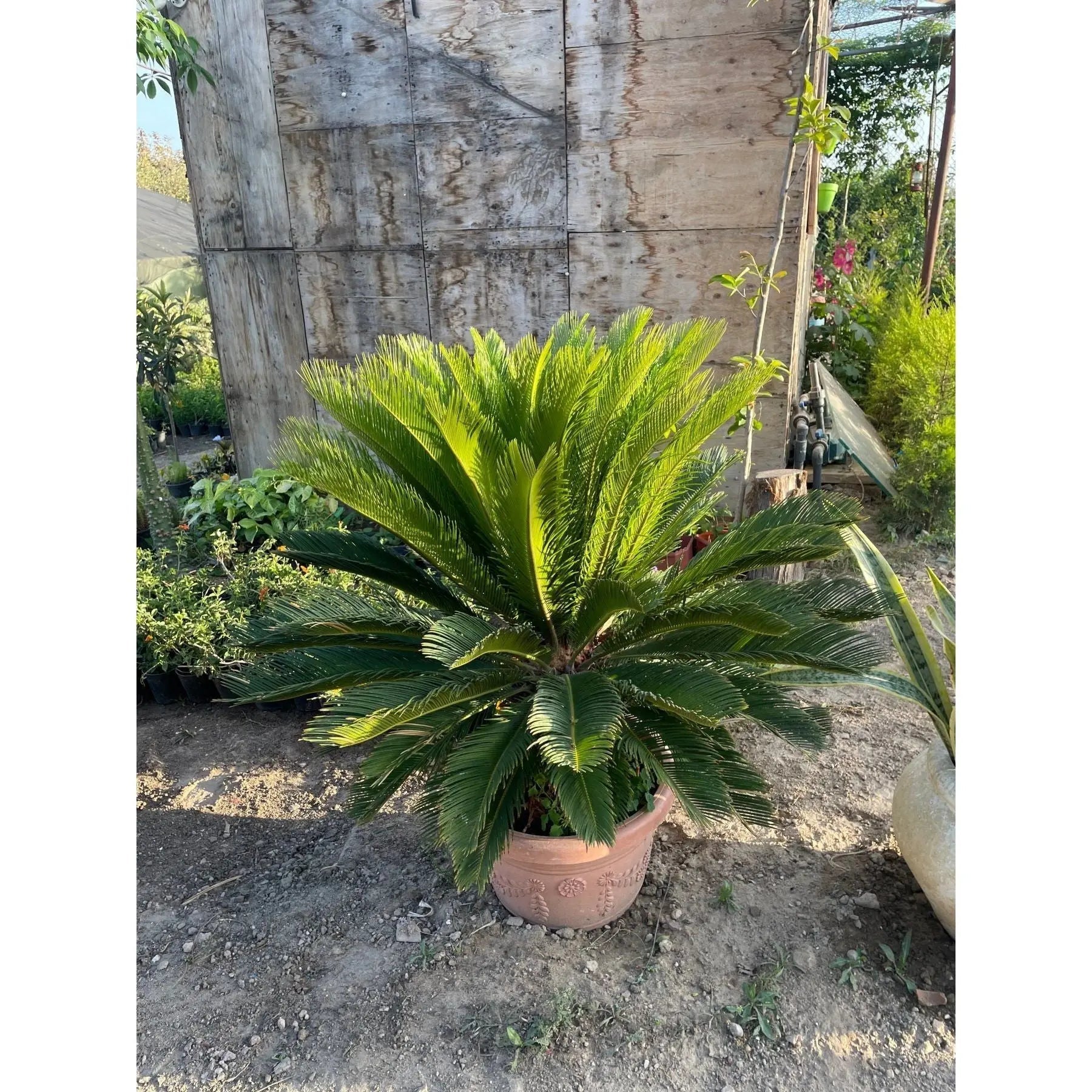 Cycass palm - Green Mist
