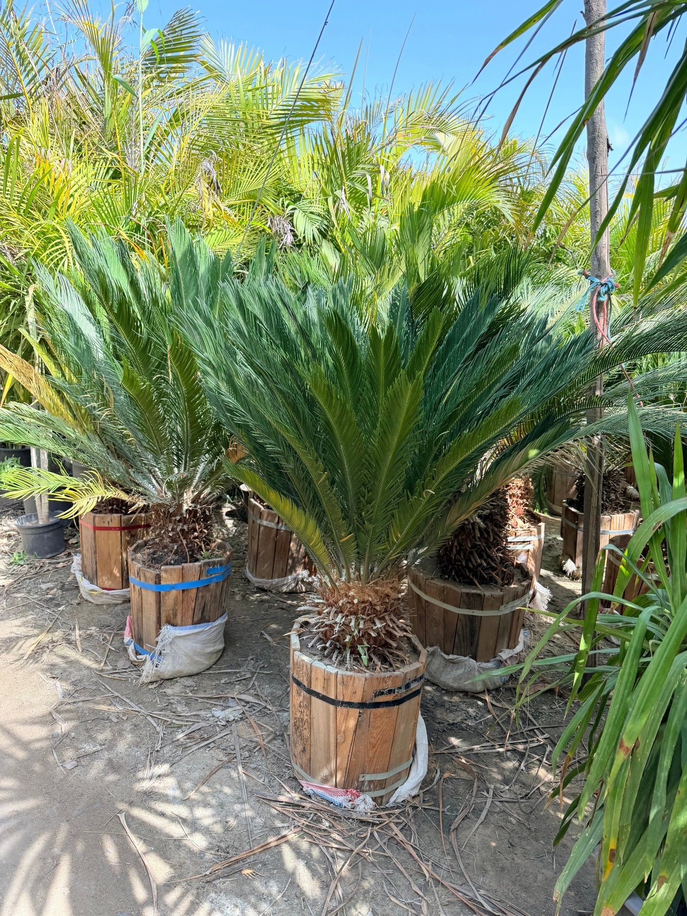 Cycass palm - Green Mist