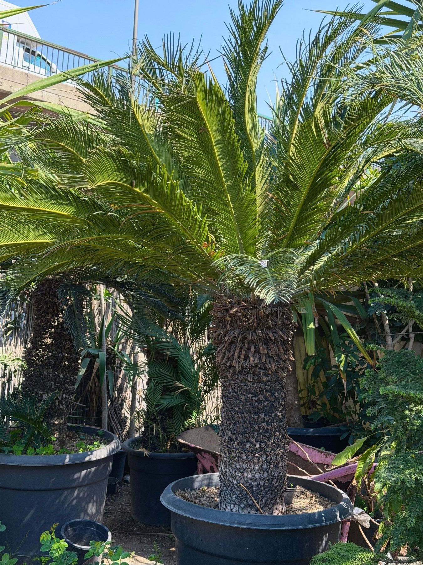 Cycass palm - Green Mist