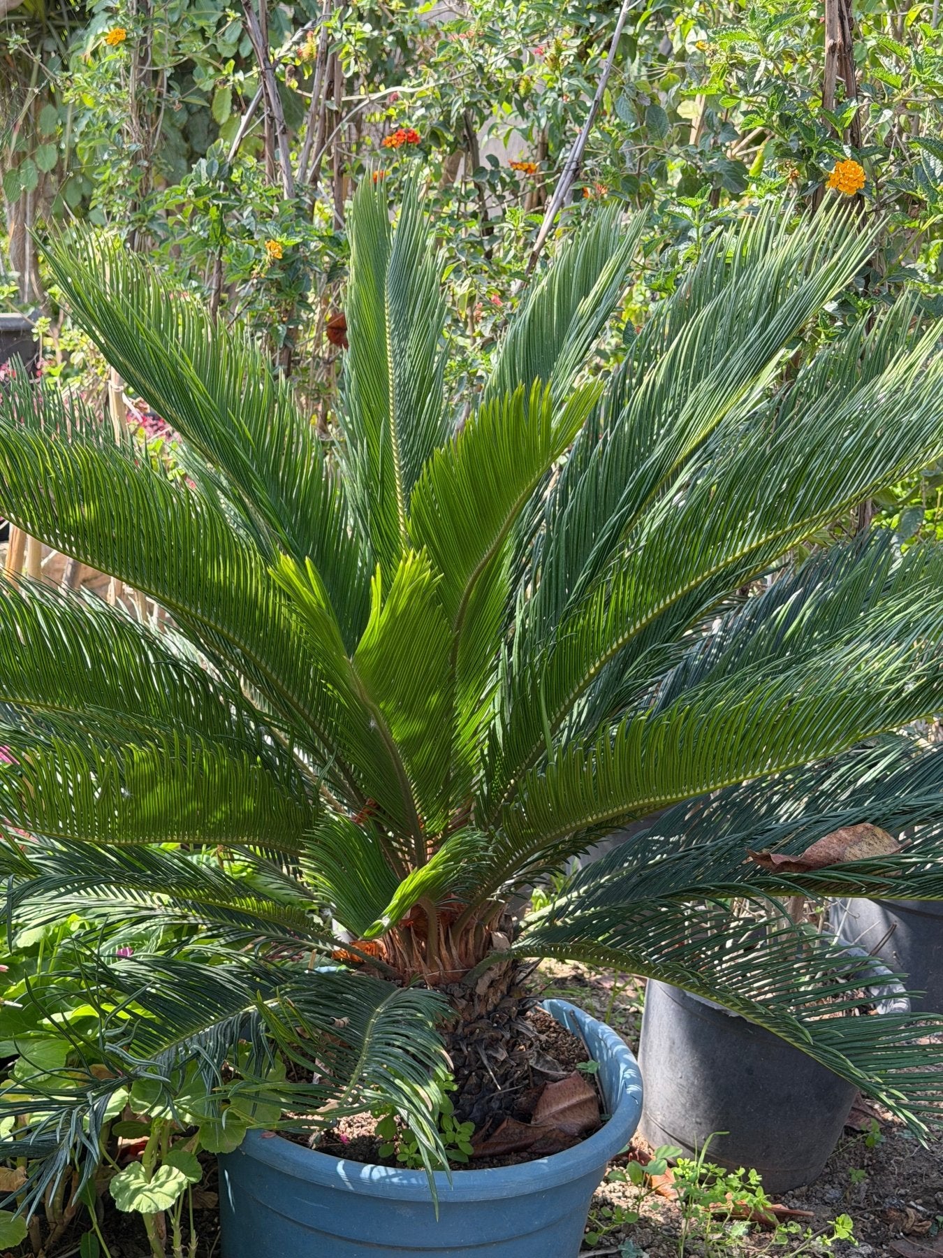 Cycass palm - Green Mist