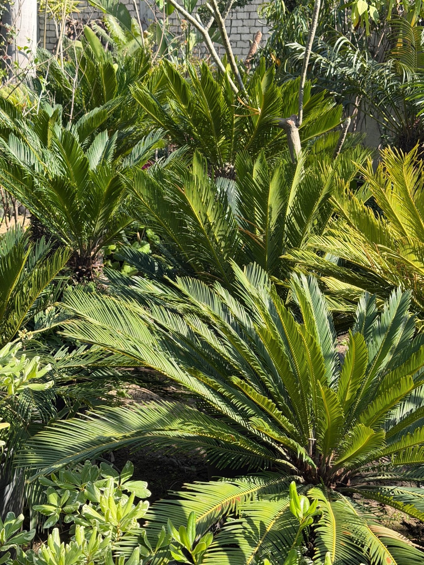 Cycass palm - Green Mist