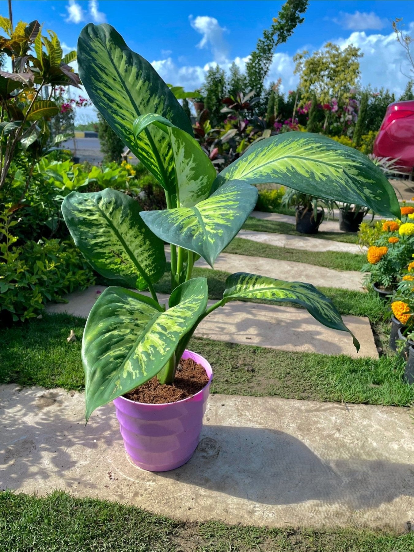 Dieffenbachia - دفنباخيا - Green Mist