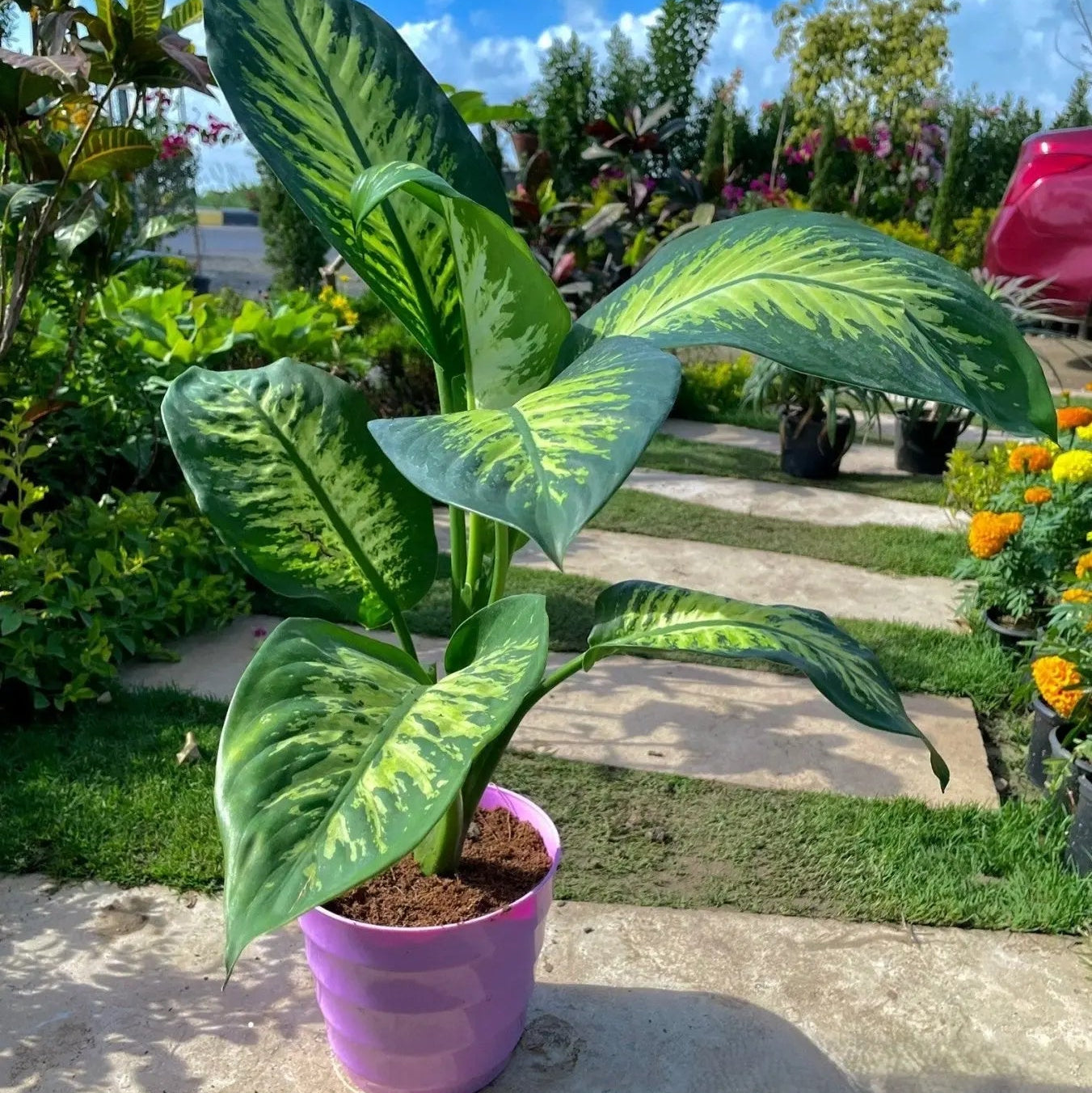 Dieffenbachia - دفنباخيا - Green Mist