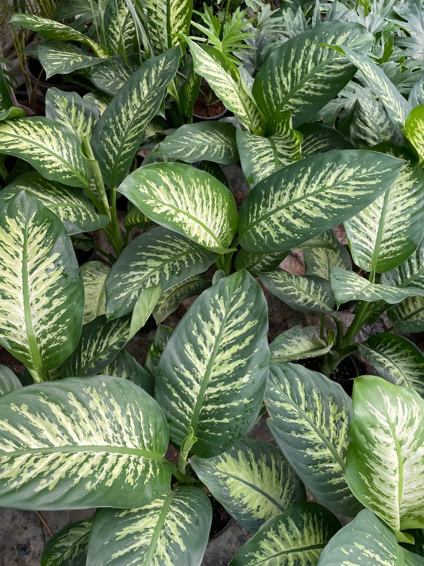 Dieffenbachia - دفنباخيا - Green Mist