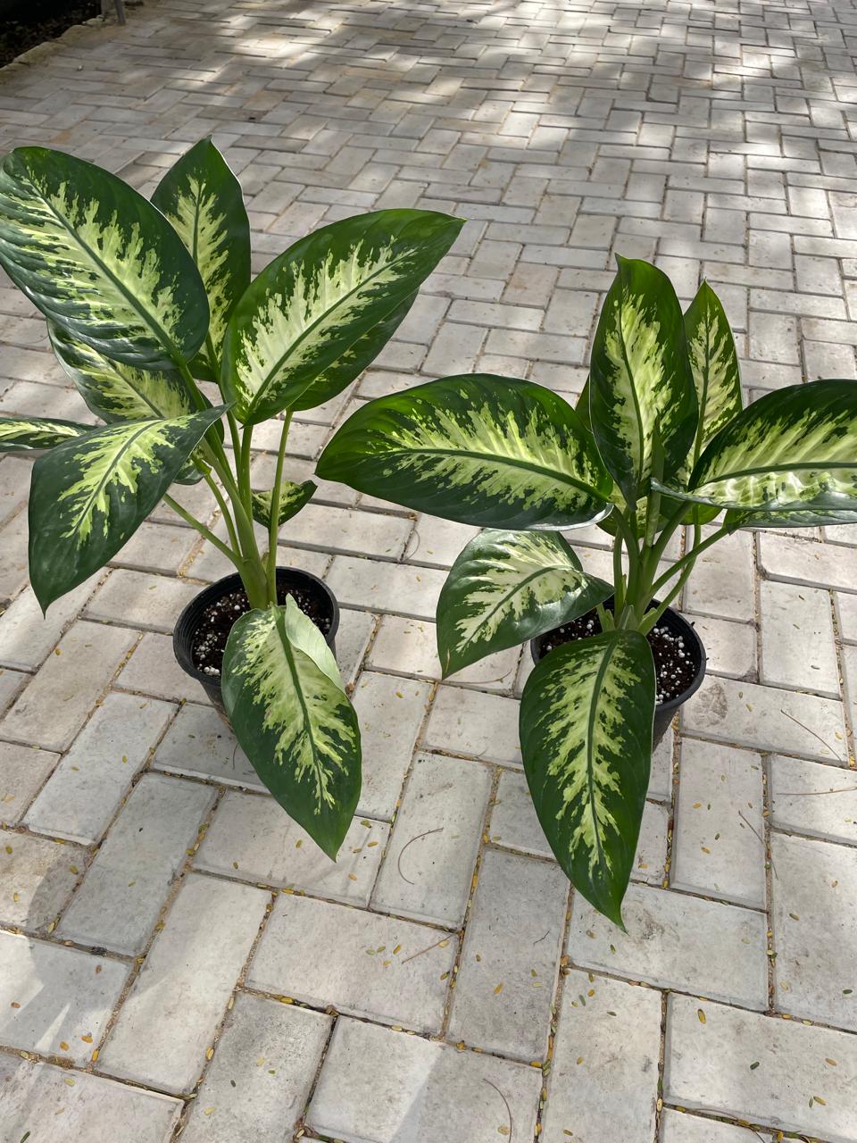 Dieffenbachia - دفنباخيا - Green Mist
