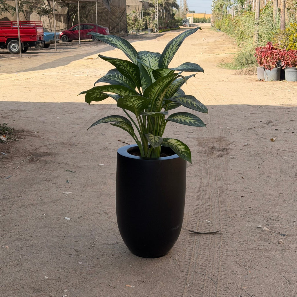 Dieffenbachia - دفنباخيا - Green Mist