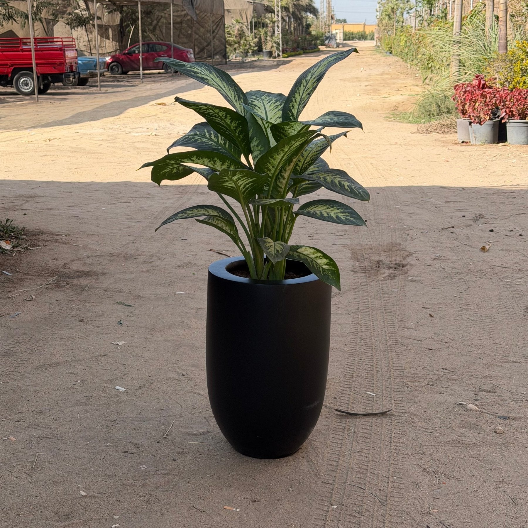 Dieffenbachia - دفنباخيا - Green Mist
