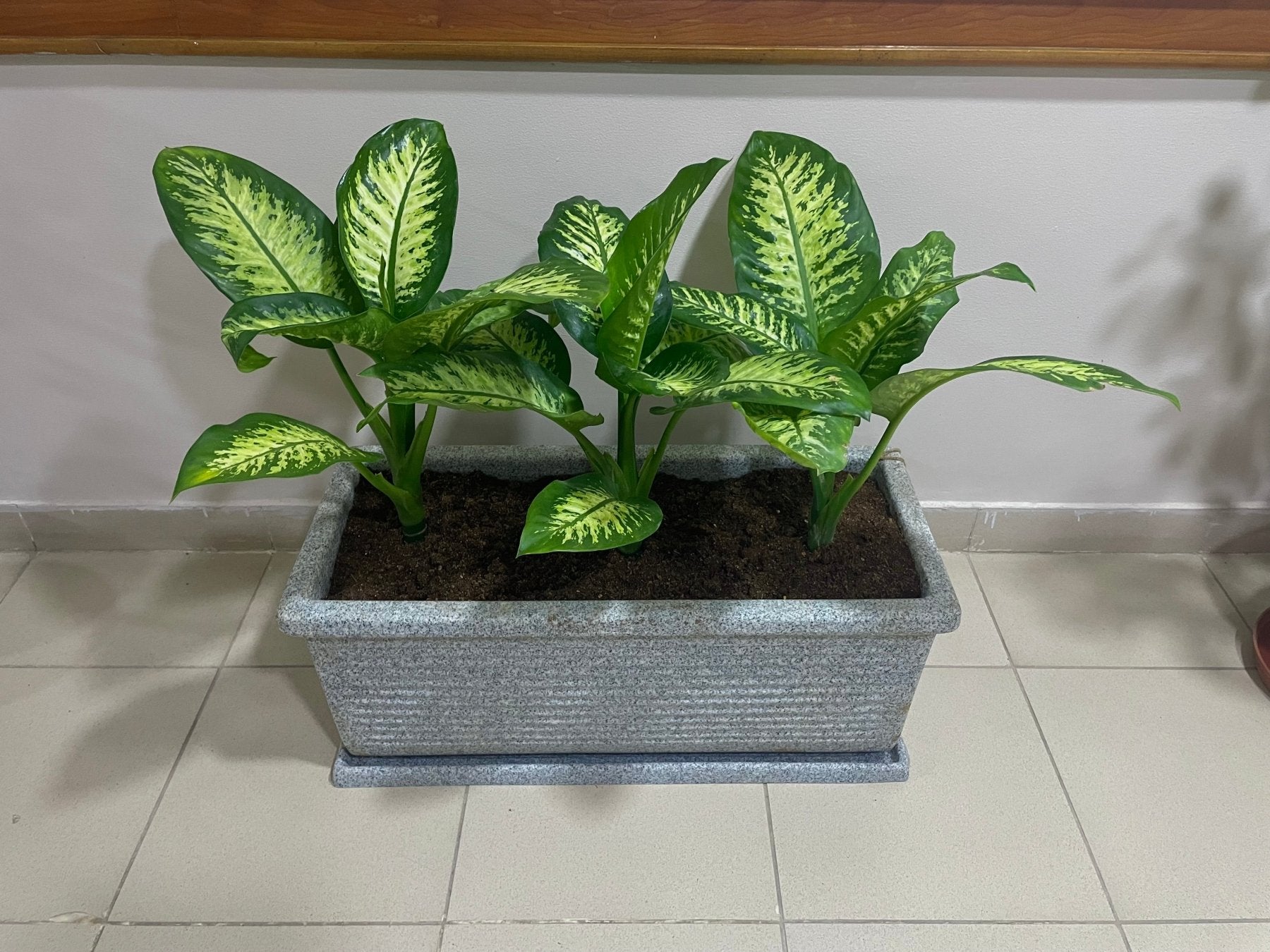 Dieffenbachia - دفنباخيا - Green Mist