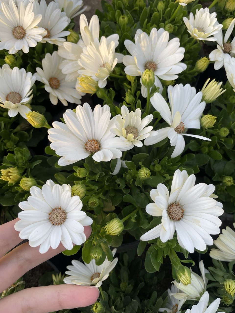 Dimorphotheca - ديمورفوتيكا - Green Mist