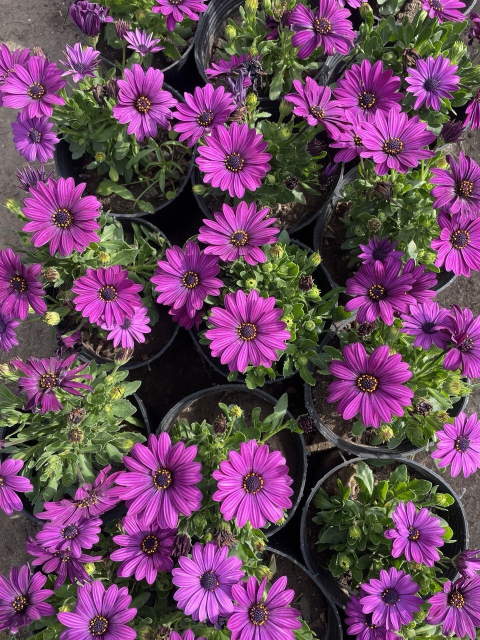 Dimorphotheca - ديمورفوتيكا - Green Mist