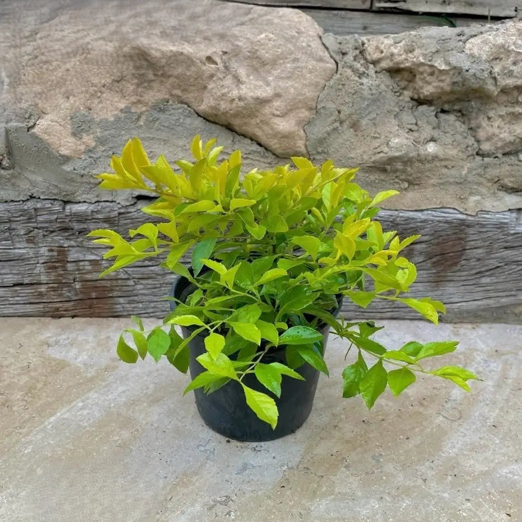 دورنتا ليموني - Green Mist