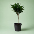 Dracaena Compacta - دراسينا - Green Mist