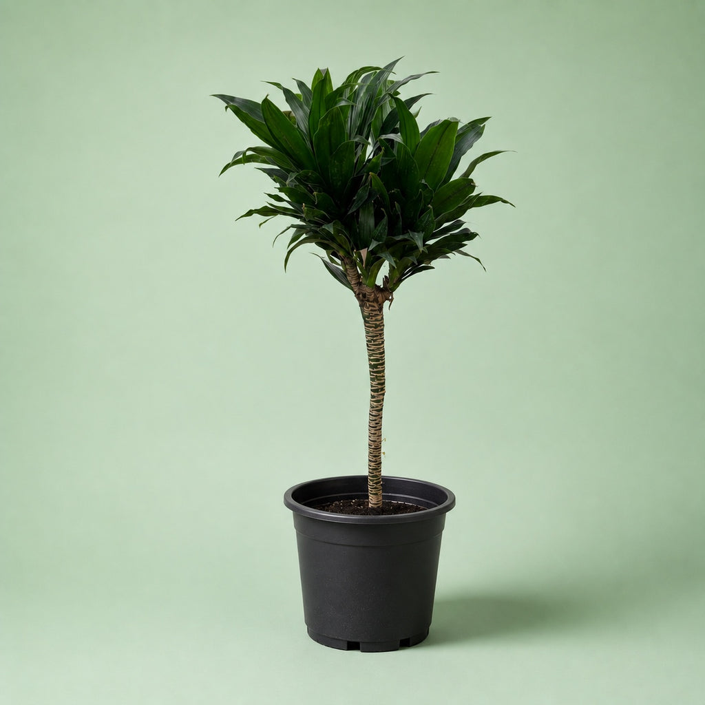 Dracaena Compacta - Green Mist