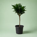 Dracaena Compacta - Green Mist