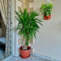 Dracaena - دراسينا سنتروزا داخلي - Green Mist
