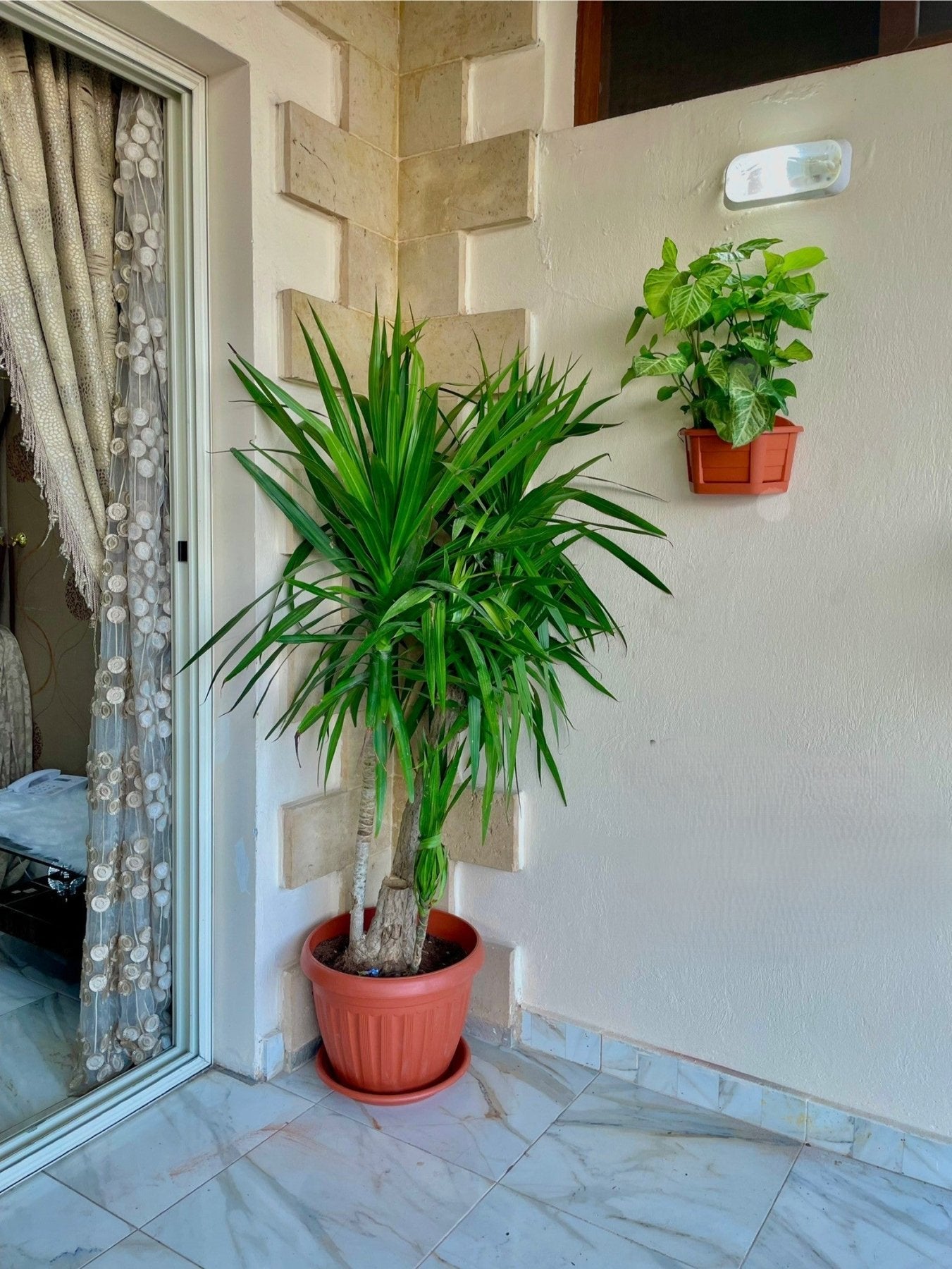 Dracaena - دراسينا سنتروزا داخلي - Green Mist
