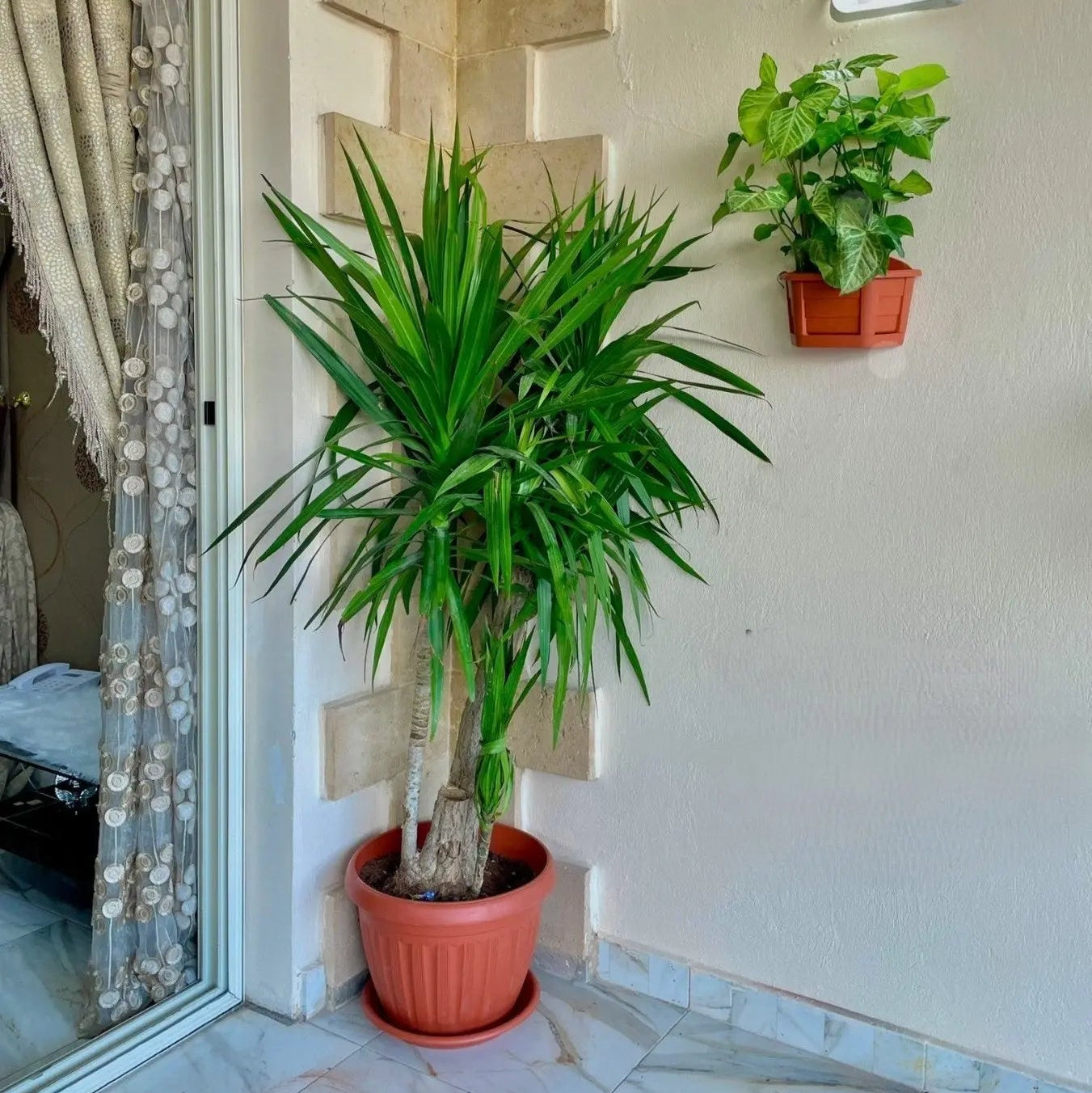 Dracaena - دراسينا سنتروزا داخلي - Green Mist