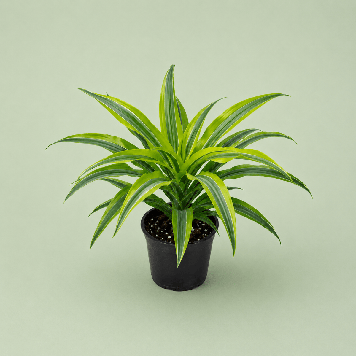 Dracaena Lemon - دراسينا ليمون - Green Mist