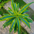 Dracaena Lemon - دراسينا ليمون - Green Mist