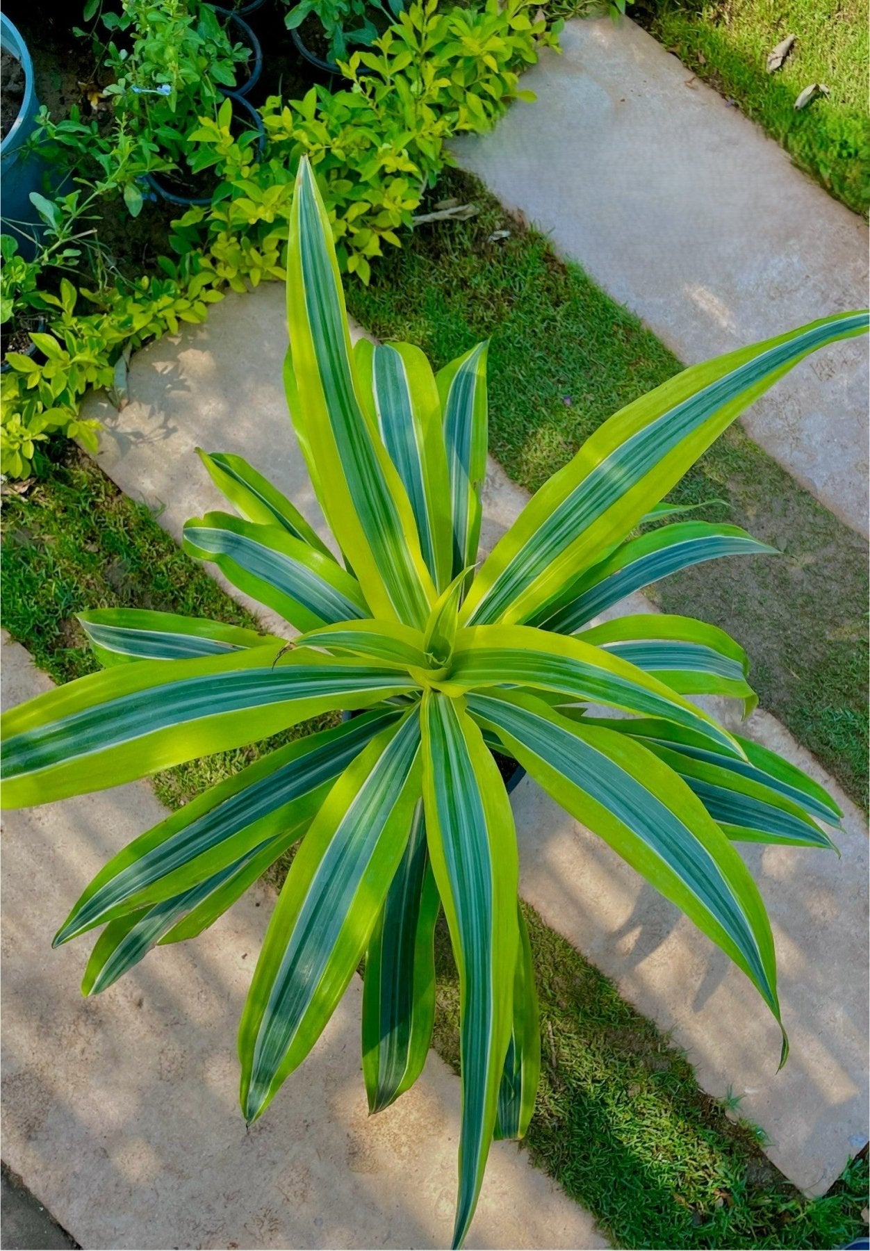 Dracaena Lemon - دراسينا ليمون - Green Mist