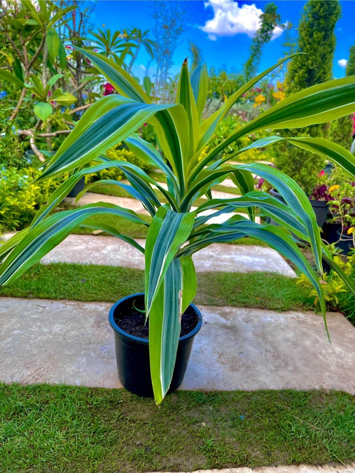 Dracaena Lemon - دراسينا ليمون - Green Mist