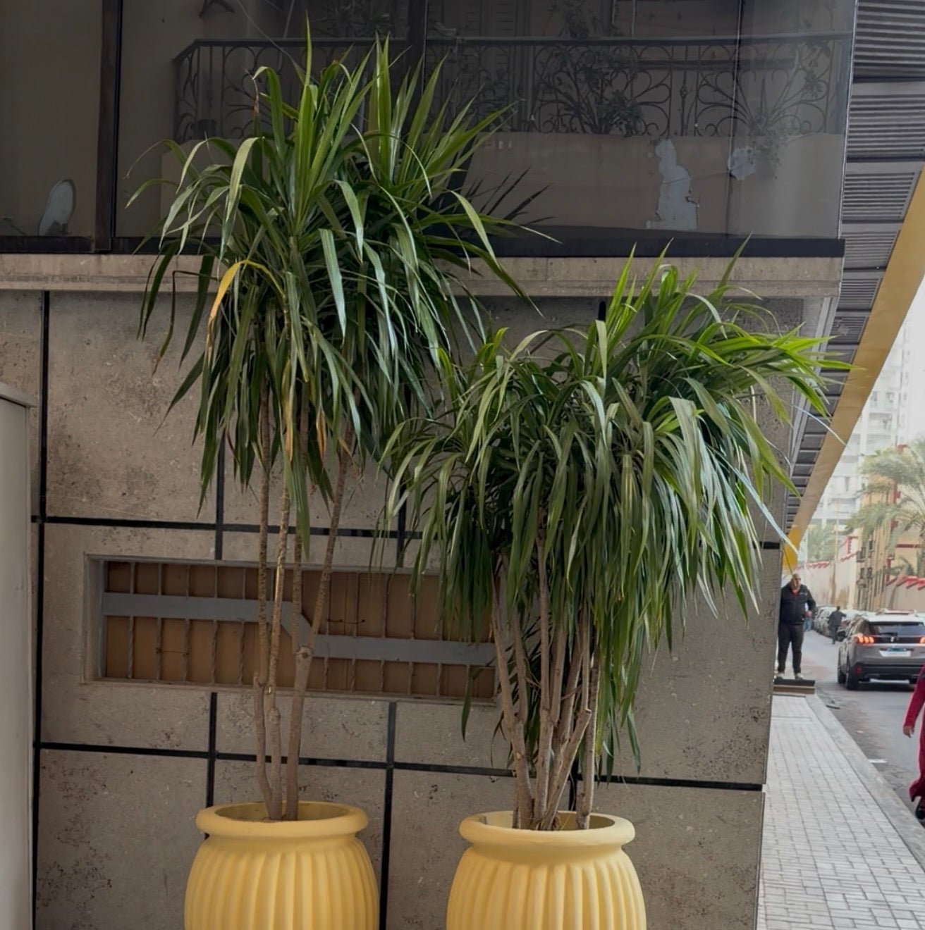 Dracaena SantaRosa - Green Mist