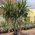 Dracaena SantaRosa - Green Mist
