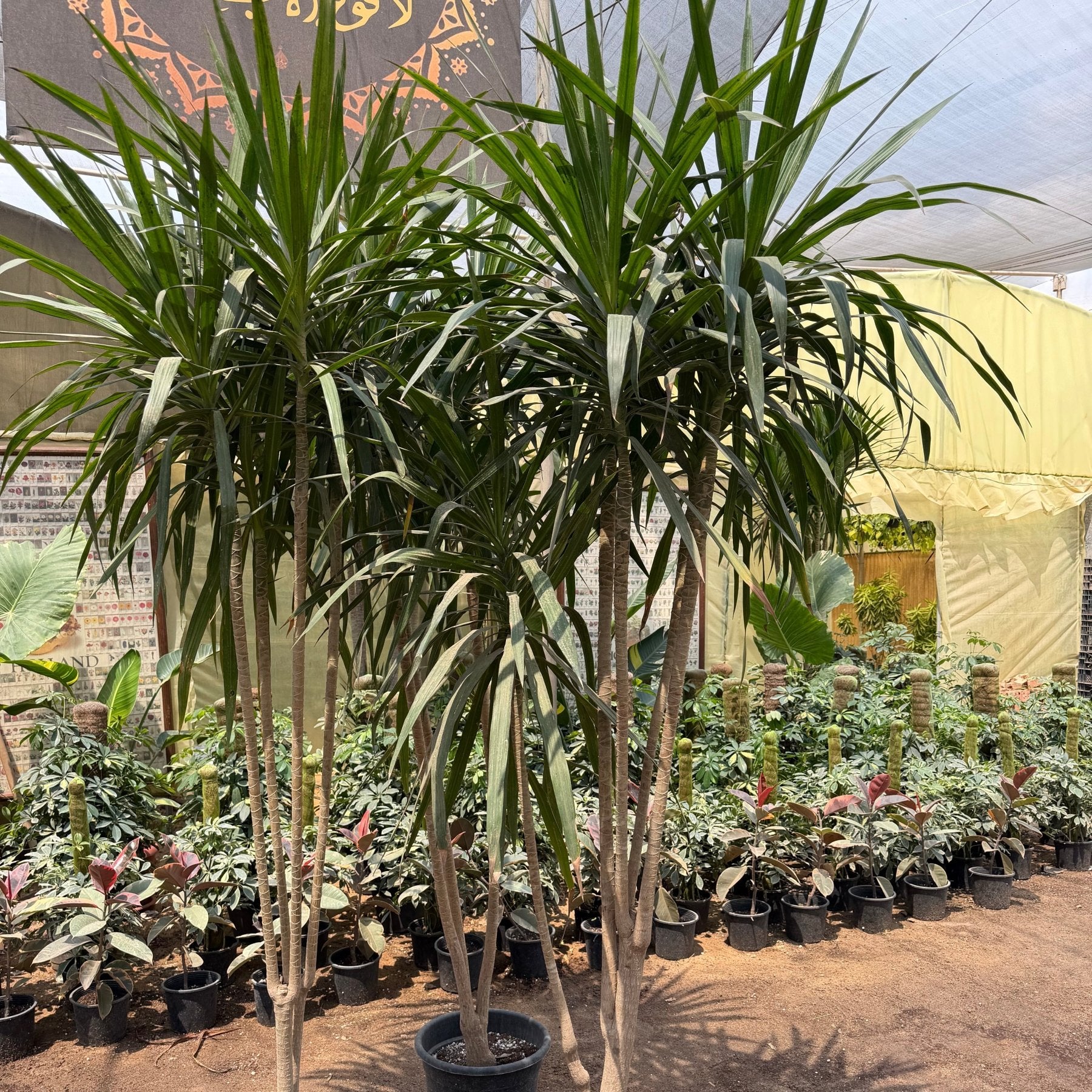 Dracaena SantaRosa - Green Mist