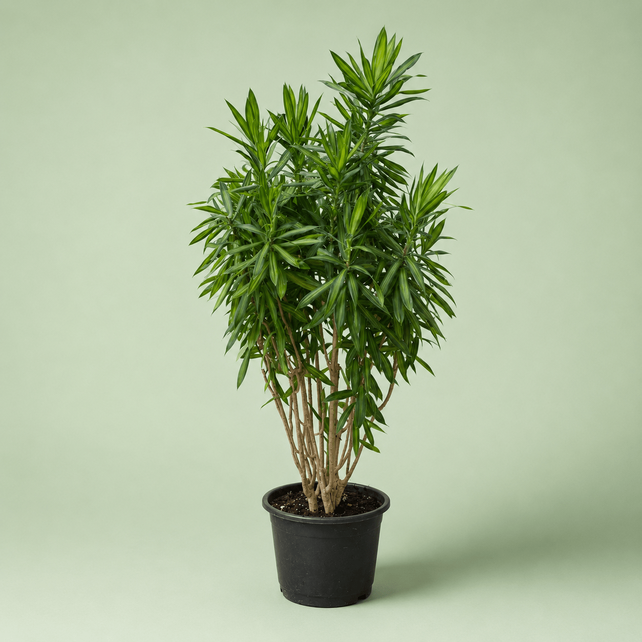 Dracaena Song - دراسينا سونج - Green Mist