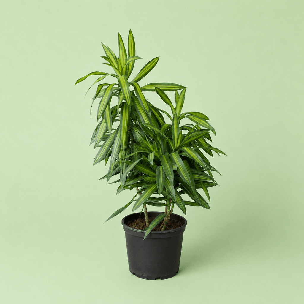 Dracaena Song - دراسينا سونج - Green Mist