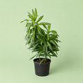 Dracaena Song - دراسينا سونج - Green Mist
