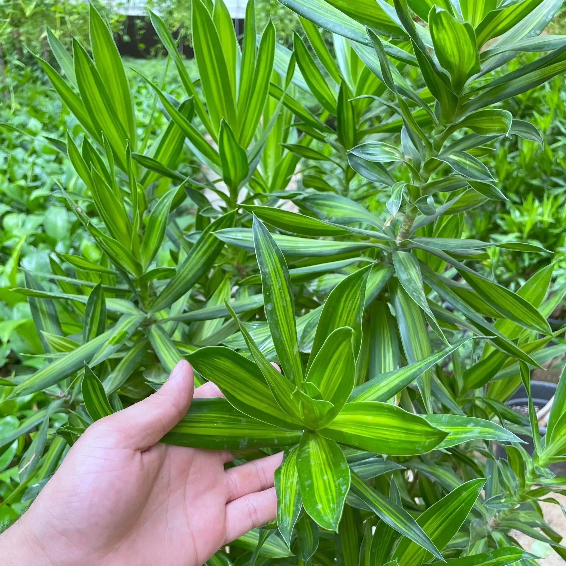 Dracaena Song - دراسينا سونج - Green Mist