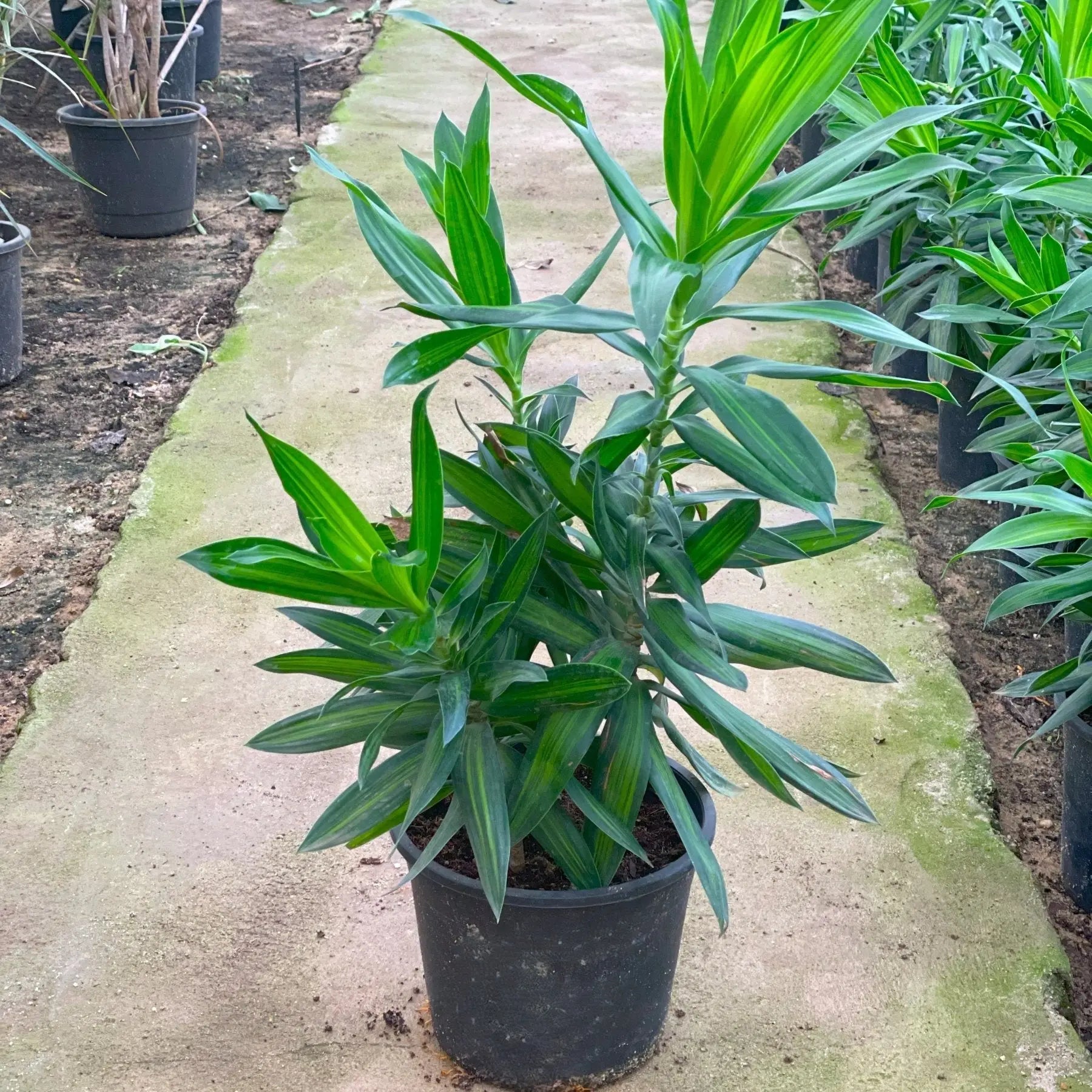 Dracaena Song - دراسينا سونج - Green Mist