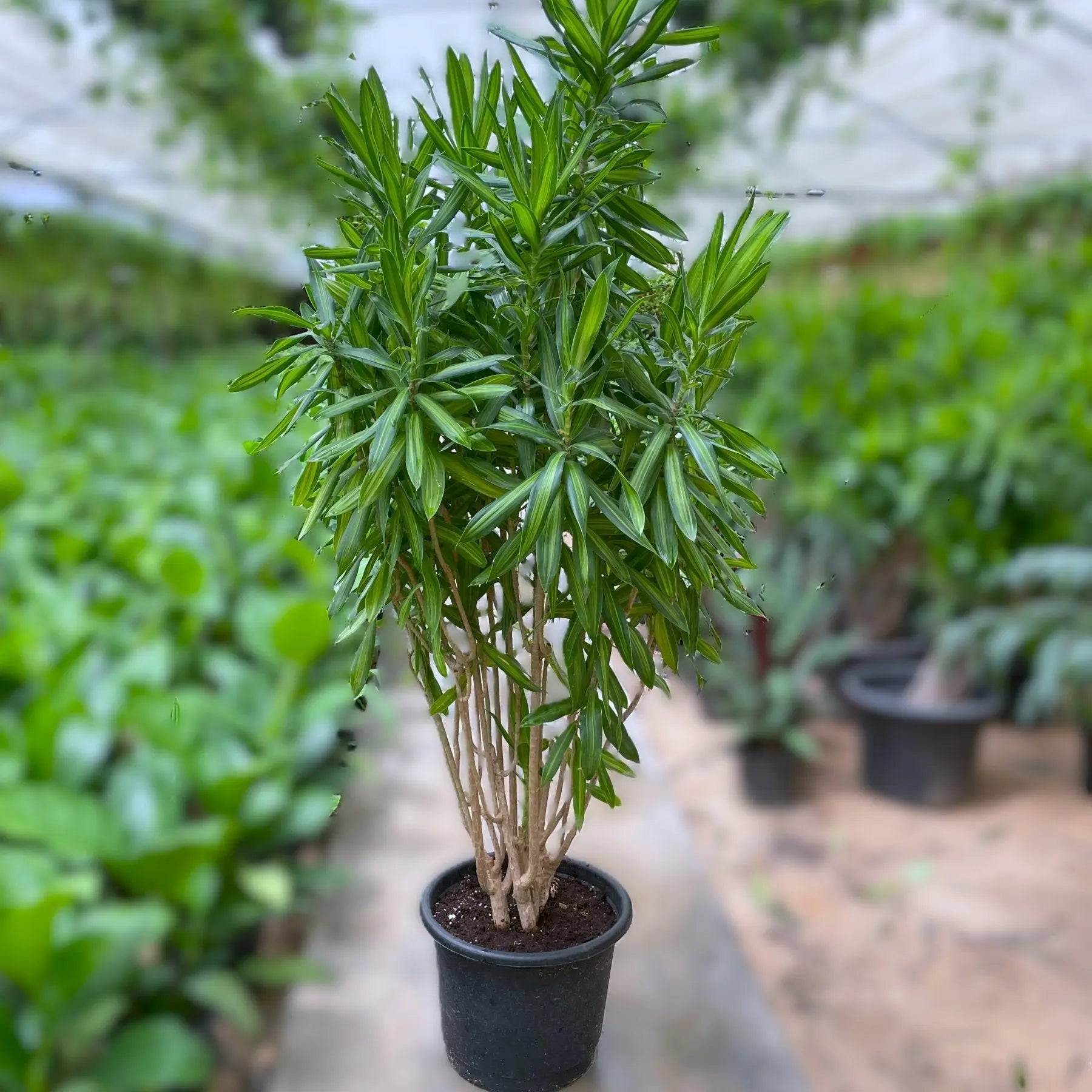 Dracaena Song - دراسينا سونج - Green Mist