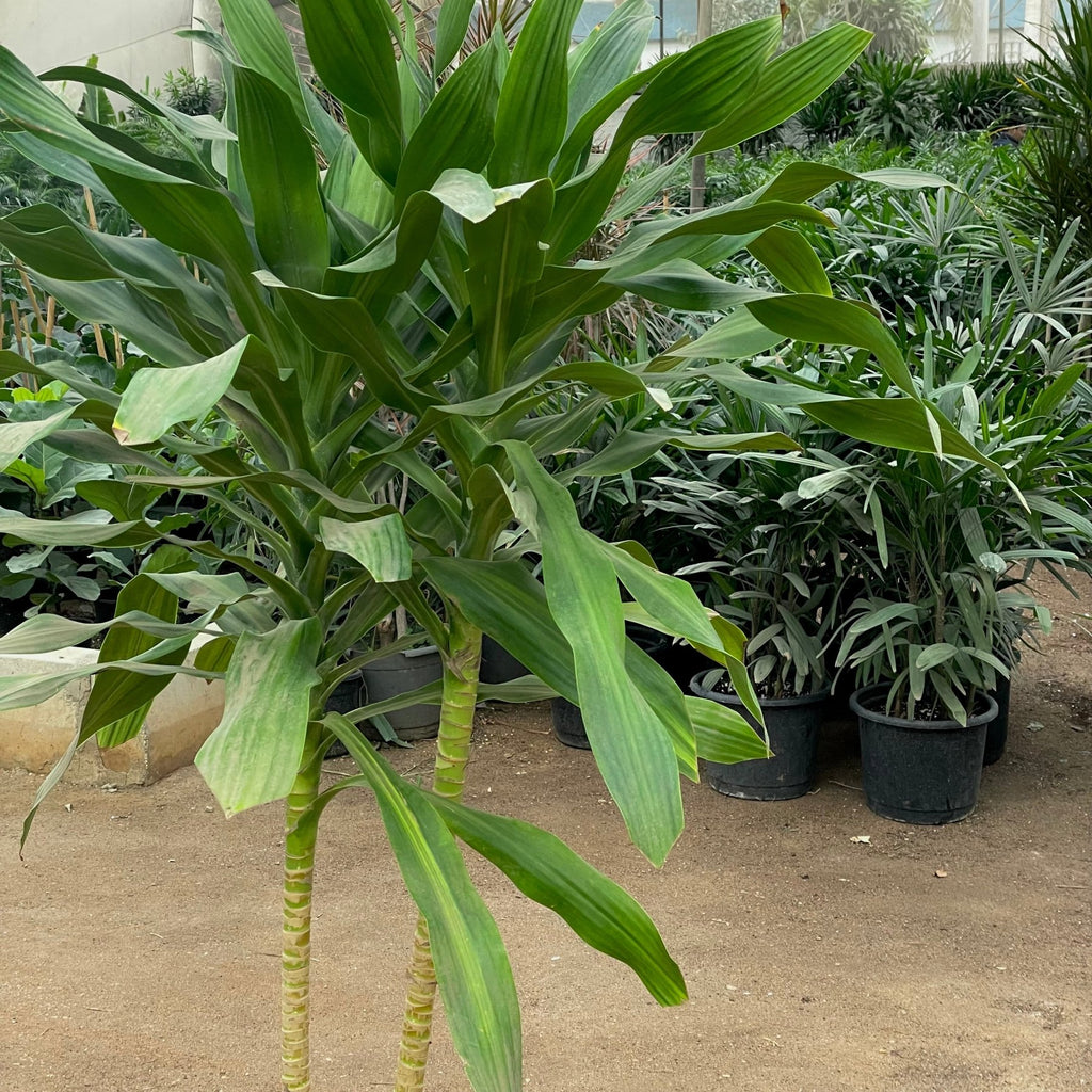 دراسينا درة - Dracaena Fragrans - Green Mist
