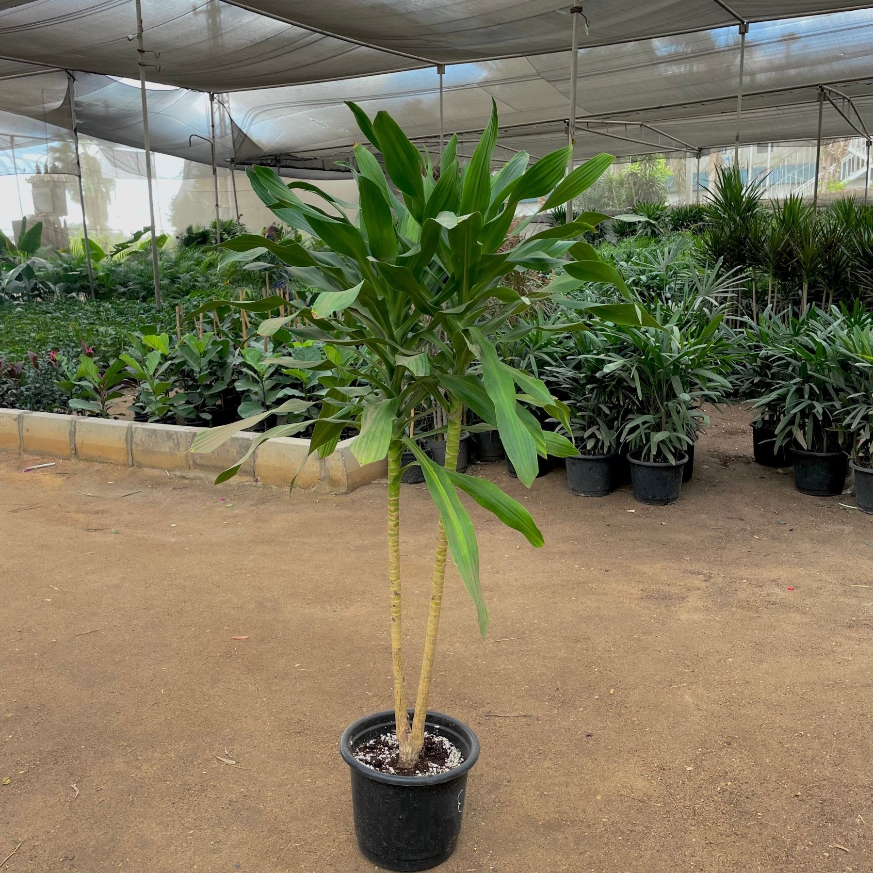 دراسينا درة - Dracaena Fragrans - Green Mist