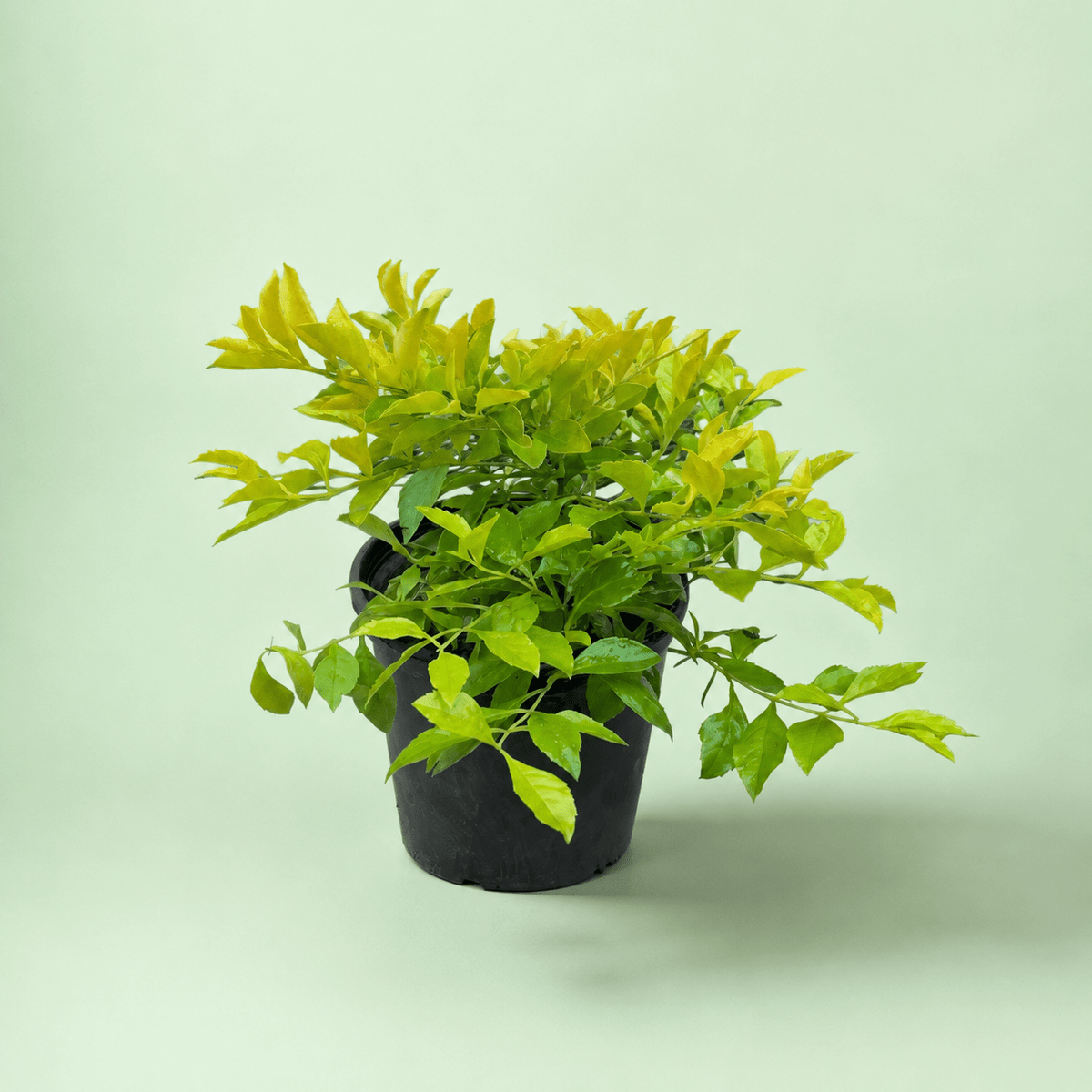 Duranta - دورنتا ليموني - Green Mist