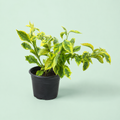 Duranta Variegated plant - دورنتا مبرقشة