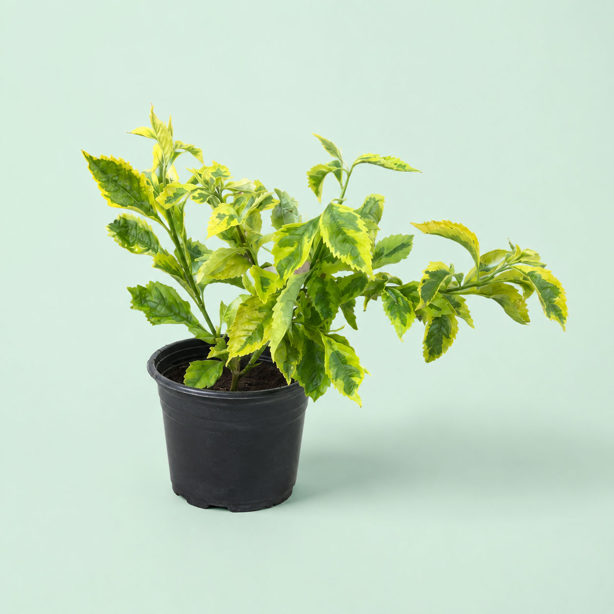 Duranta Variegated plant - دورنتا مبرقشة